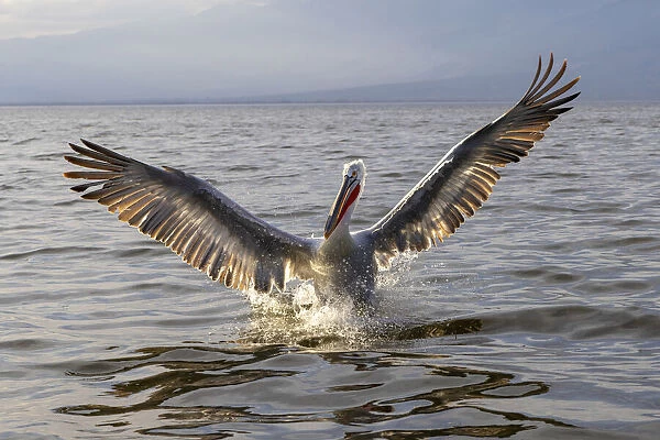 A Dalmatian pelican spreads its wings, Lake Kerkini National Park, Serres, Greece