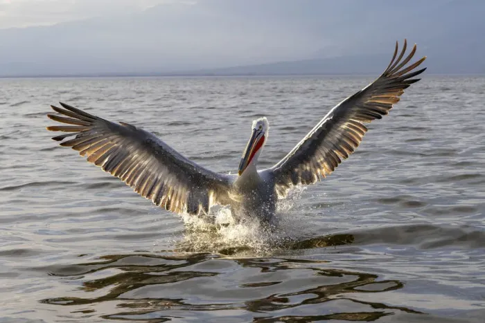 Framed Print : A Dalmatian pelican spreads its wings, Lake Kerkini National Park, Serres, Greece Framed Print : A Dalmatian pelican spreads its wings, Lake Kerkini National Park, Serres, Greece