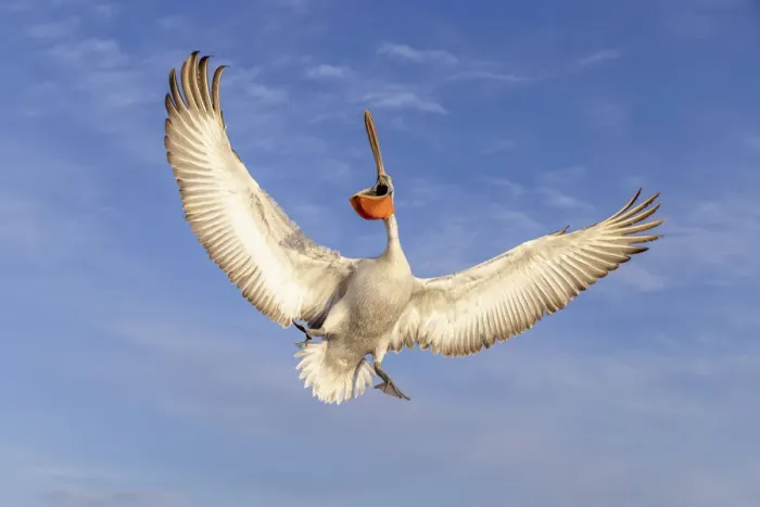Framed Print : A Dalmatian pelican spreads its wings in flight, , Lake Kerkini National Park, Serres, Greece Framed Print : A Dalmatian pelican spreads its wings in flight, , Lake Kerkini National Park, Serres, Greece