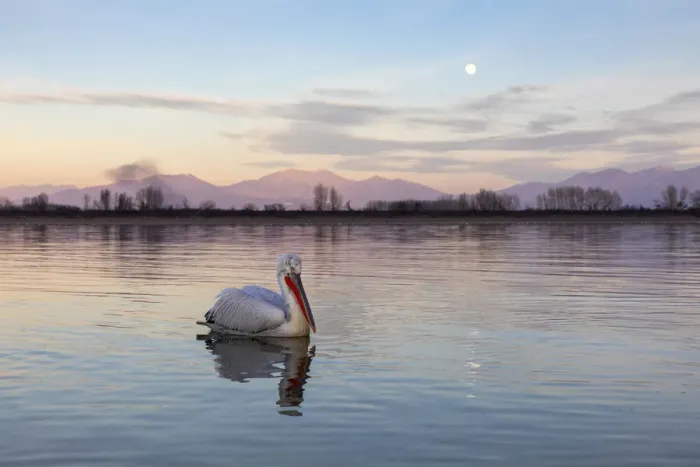 Framed Print : One Dalmatian pelican swims on lake Kerkini as the moon rises, Lake Kerkini National Park
