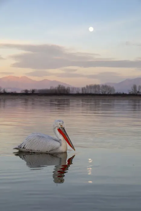 Framed Print : One Dalmatian pelican swims on lake Kerkini as the moon rises, Lake Kerkini National Park Framed Print : One Dalmatian pelican swims on lake Kerkini as the moon rises, Lake Kerkini National Park