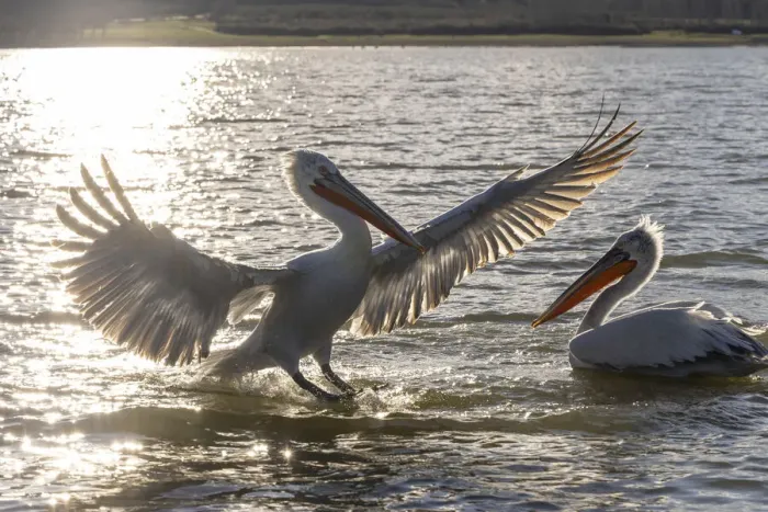 Framed Print : Dalmatian pelicans backlit on the water, Lake Kerkini National Park, Serres, Greece Framed Print : Dalmatian pelicans backlit on the water, Lake Kerkini National Park, Serres, Greece