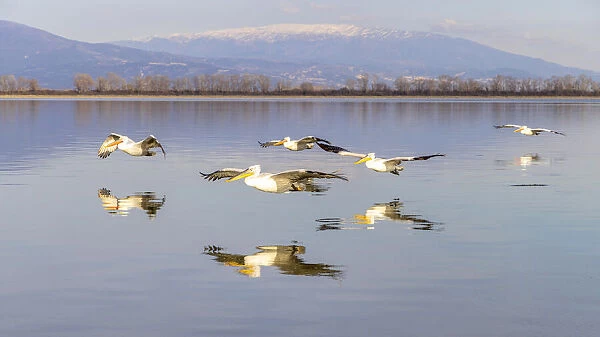 Dalmatian pelicans fly in formation, Lake Kerkini National Park, Serres, Greece