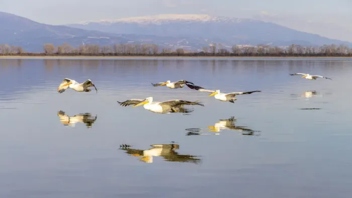 Framed Print : Dalmatian pelicans fly in formation, Lake Kerkini National Park, Serres, Greece