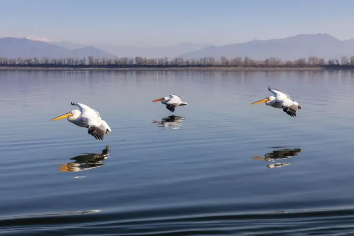 Framed Print : Three Dalmatian pelicans fly on Lake Kerkini, Lake Kerkini National Park, Serres, Greece Framed Print : Three Dalmatian pelicans fly on Lake Kerkini, Lake Kerkini National Park, Serres, Greece