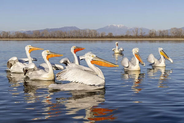 Dalmatian pelicans, Lake Kerkini National Park, Serres, Greece