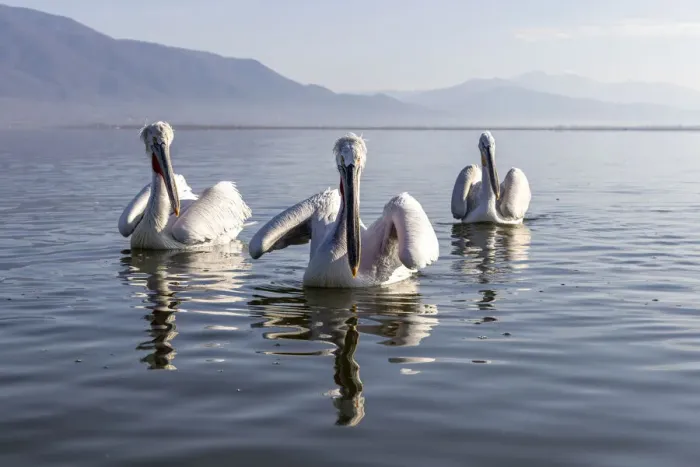 Framed Print : Dalmatian pelicans, Lake Kerkini National Park, Serres, Greece Framed Print : Dalmatian pelicans, Lake Kerkini National Park, Serres, Greece