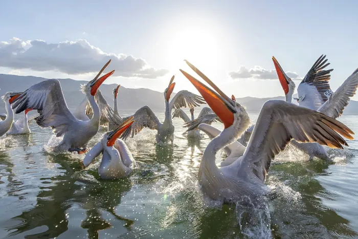 Framed Print : Dalmatian Pelicans (Pelecanus crispus), in a feeding frenzy, Lake Kerkini, Northern Greece Framed Print : Dalmatian Pelicans (Pelecanus crispus), in a feeding frenzy, Lake Kerkini, Northern Greece