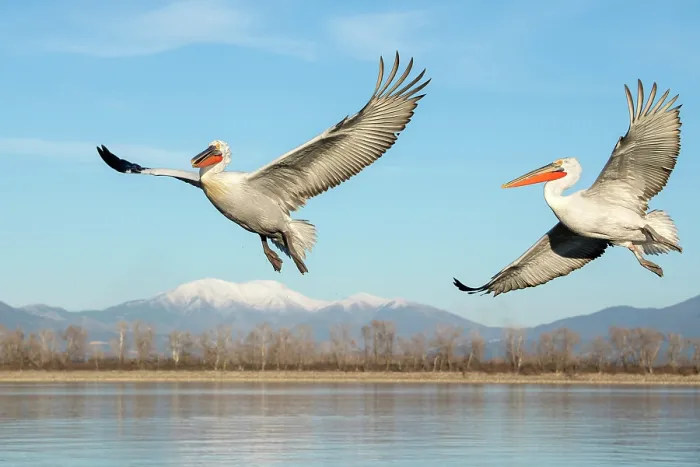 Framed Print : Two Dalmatian Pelicans (Pelecanus crispus) in flight over Lake Kerkini, Greece