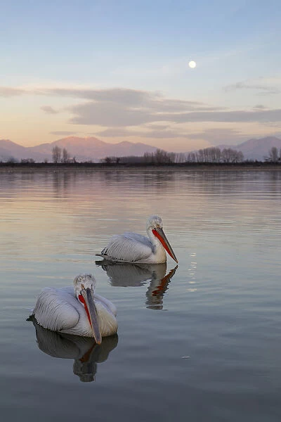 Two Dalmatian pelicans swim on lake Kerkini as the moon rises, Lake Kerkini National Park