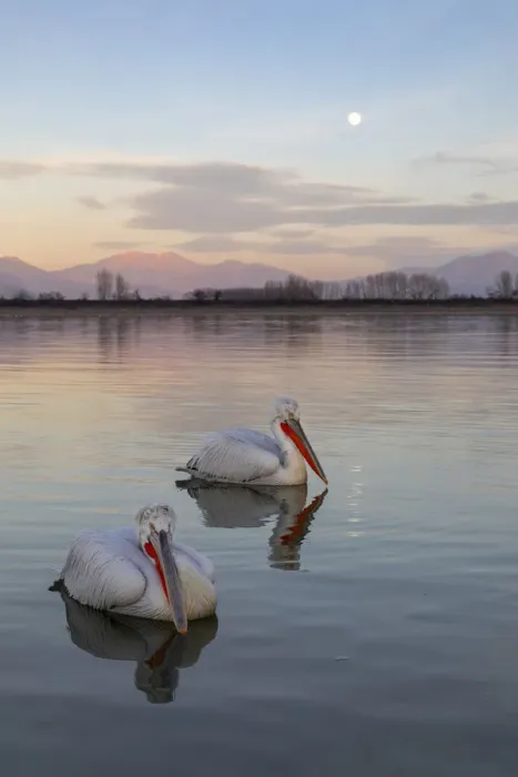 Framed Print : Two Dalmatian pelicans swim on lake Kerkini as the moon rises, Lake Kerkini National Park Framed Print : Two Dalmatian pelicans swim on lake Kerkini as the moon rises, Lake Kerkini National Park