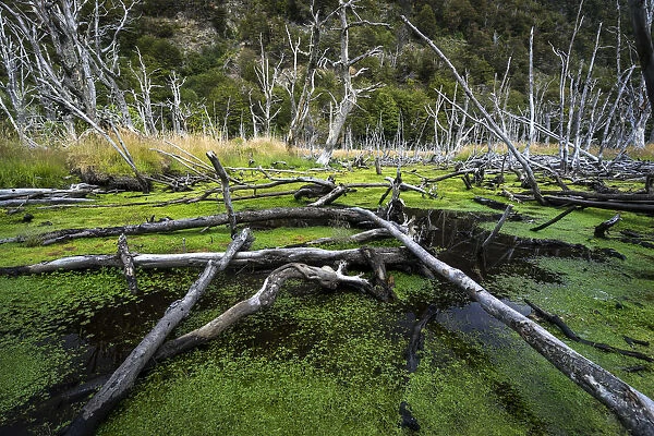 Damaged trees making beaver dams in marsh at Tierra del Fuego National Park, Tierra