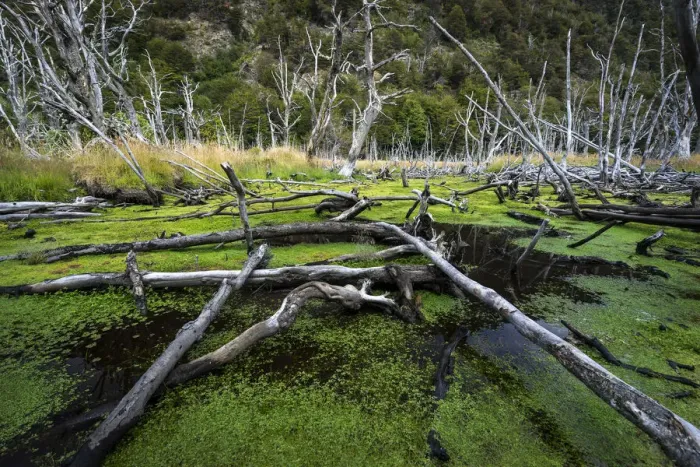 Framed Print : Damaged trees making beaver dams in marsh at Tierra del Fuego National Park, Tierra