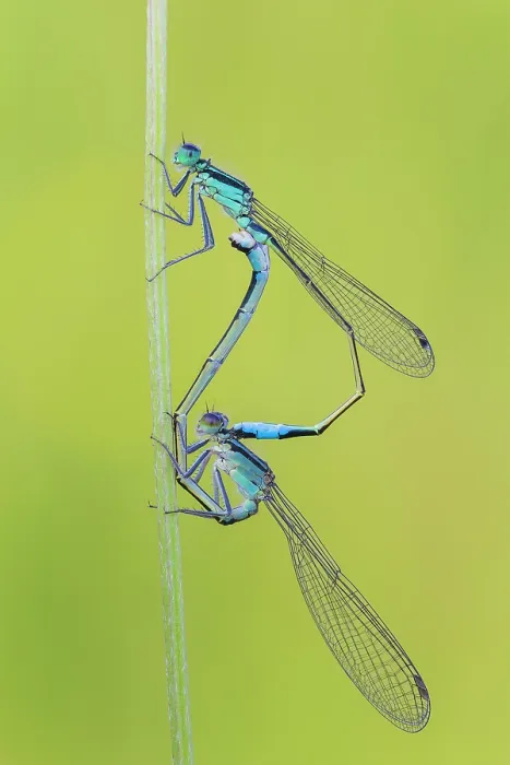 Framed Print : Damselflies mating. Ischnura elegans (Blue-tailed damselfly), Como province, Lombardy, Italy Framed Print : Damselflies mating. Ischnura elegans (Blue-tailed damselfly), Como province, Lombardy, Italy