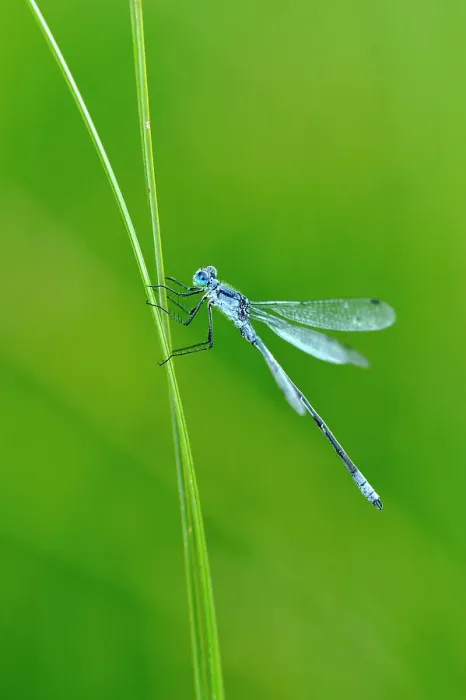 Framed Print : Damselfly perched on marsh grasses at dusk, Waterton Lakes National Park, Alberta, Canada Framed Print : Damselfly perched on marsh grasses at dusk, Waterton Lakes National Park, Alberta, Canada