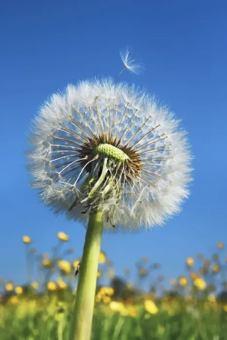 Framed Print : Dandelion blowball - Germany, Bavaria, Upper Bavaria, Munich, Sauerlach, Arget Framed Print : Dandelion blowball - Germany, Bavaria, Upper Bavaria, Munich, Sauerlach, Arget