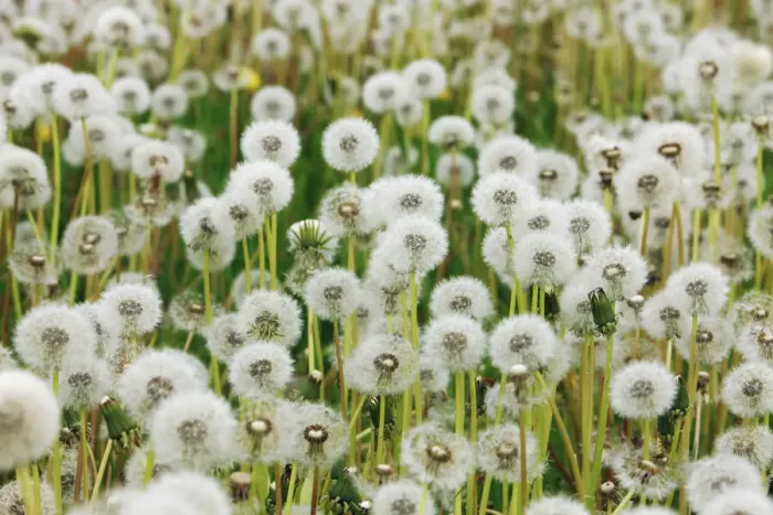 Framed Print : Dandelion blowball meadow - Germany, Bavaria, Middle Franconia Framed Print : Dandelion blowball meadow - Germany, Bavaria, Middle Franconia