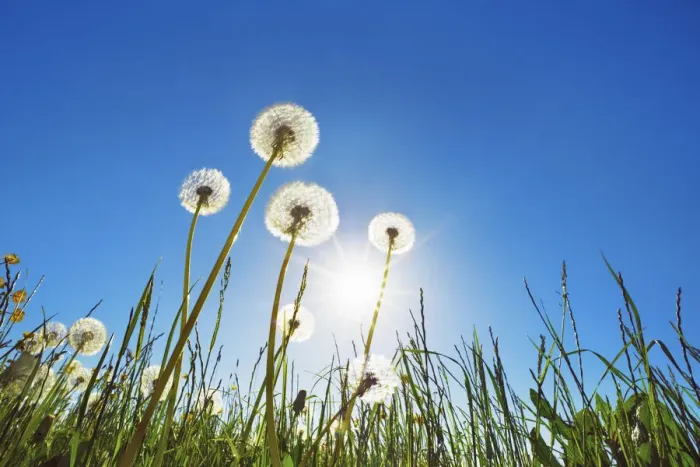 Framed Print : Dandelion blowball and sun - Germany, Bavaria, Upper Bavaria, Munich, Straszlach, Groszdingharting Framed Print : Dandelion blowball and sun - Germany, Bavaria, Upper Bavaria, Munich, Straszlach, Groszdingharting