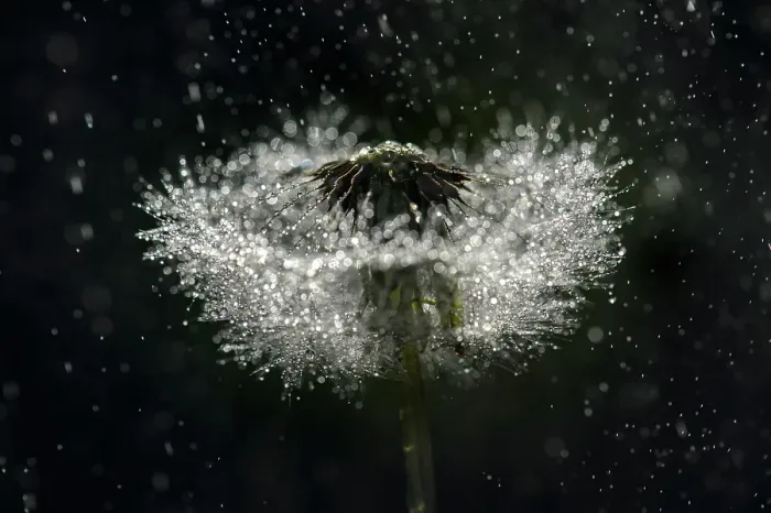 Framed Print : Dandelion, Shuswap, British Columbia, Canada Framed Print : Dandelion, Shuswap, British Columbia, Canada