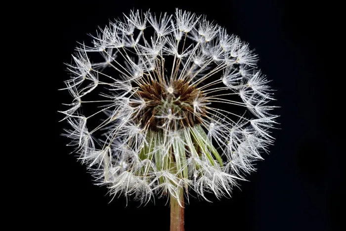 Framed Print : Dandelions flowers with black background Framed Print : Dandelions flowers with black background