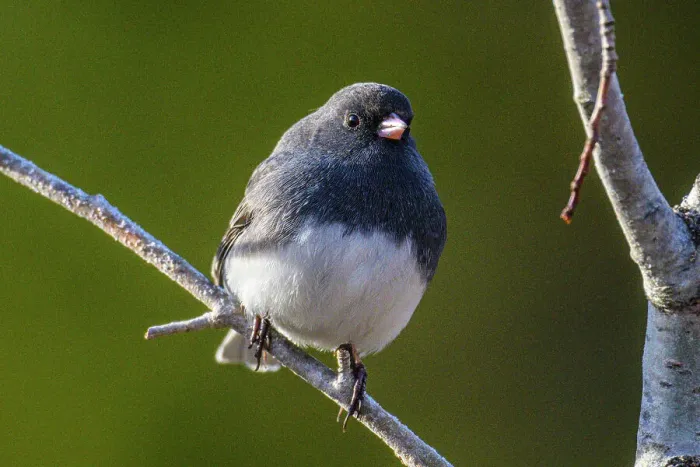 Framed Print : Dark-eyed junco (Junco hyemalis), Greater Sudbury, Ontario, Canada Framed Print : Dark-eyed junco (Junco hyemalis), Greater Sudbury, Ontario, Canada
