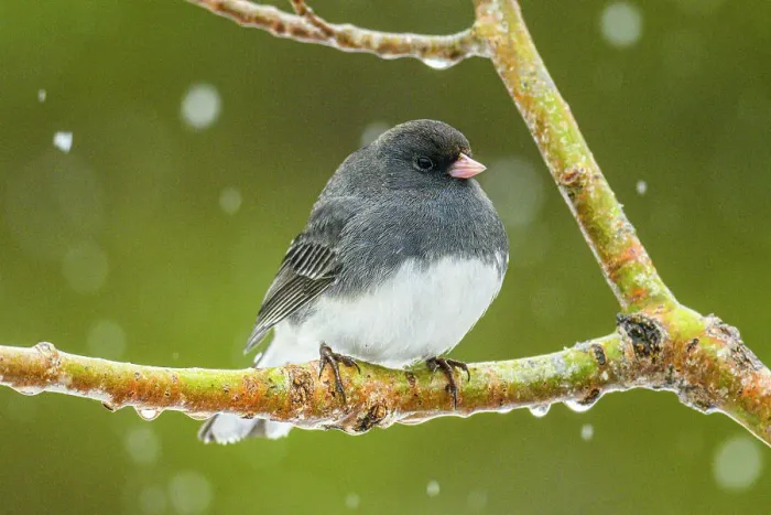 Framed Print : Dark-eyed junco (Junco hyemalis), Greater Sudbury, Ontario, Canada Framed Print : Dark-eyed junco (Junco hyemalis), Greater Sudbury, Ontario, Canada