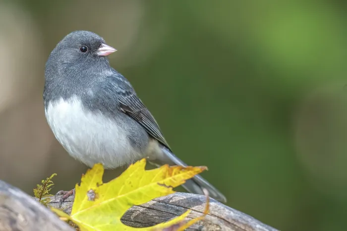 Framed Print : Dark-eyed Junco (Junco hyemalis), Thornton, Ontario, Canada Framed Print : Dark-eyed Junco (Junco hyemalis), Thornton, Ontario, Canada
