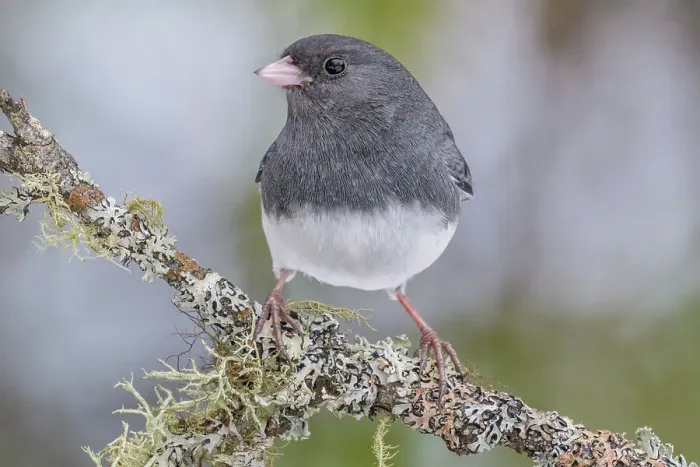 Framed Print : Dark-eyed Junco (Junco hyemalis), Ontario, Canada Framed Print : Dark-eyed Junco (Junco hyemalis), Ontario, Canada