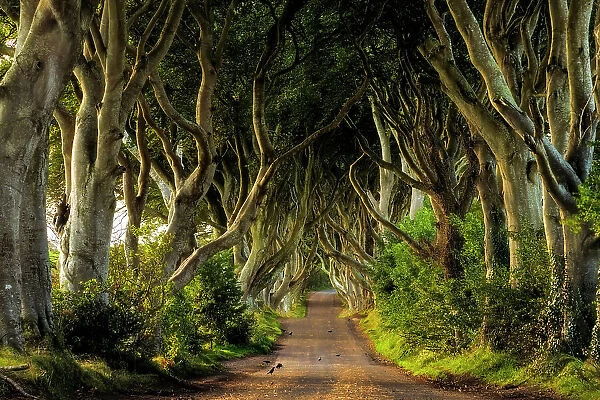 The Dark Hedges. An avenue of 300 year old beech trees situated along Bregagh Road near Stanocum, (one of the Game of Thrones filming locations), Ballymoney, County Antrim. Ireland, Northern Ireland, UK, Europe