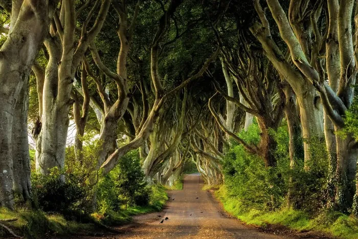 Framed Print : The Dark Hedges. An avenue of 300 year old beech trees situated along Bregagh Road near Stanocum, (one of the Game of Thrones filming locations), Ballymoney, County Antrim. Ireland, Northern Ireland, UK, Europe