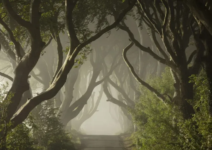 Framed Print : The Dark Hedges, Ballymoney, Northern Ireland, UK Framed Print : The Dark Hedges, Ballymoney, Northern Ireland, UK