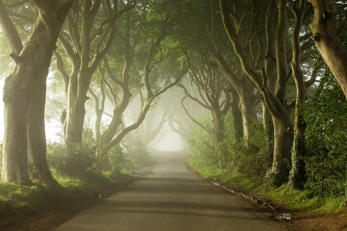 Framed Print : The Dark Hedges, Ballymoney, Northern Ireland, UK Framed Print : The Dark Hedges, Ballymoney, Northern Ireland, UK