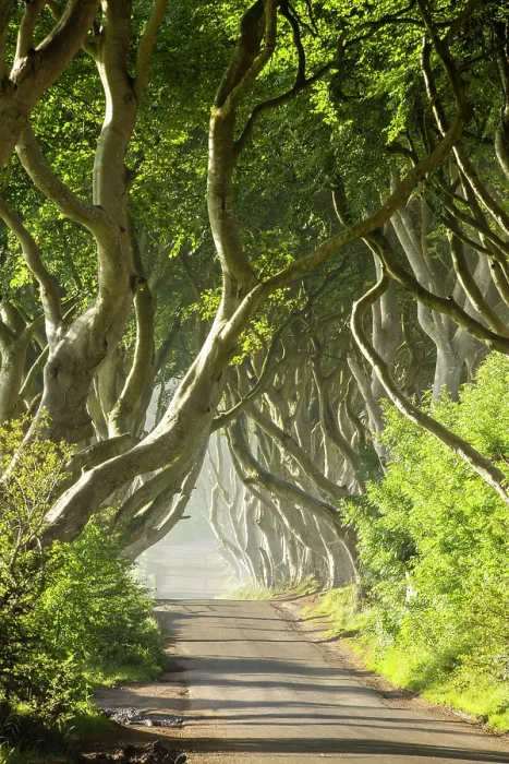 Framed Print : The Dark Hedges, Ballymoney, Northern Ireland, UK Framed Print : The Dark Hedges, Ballymoney, Northern Ireland, UK