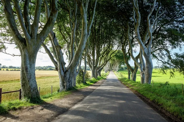 Framed Print : The Dark Hedges, Ballymoney, Northern Ireland, UK Framed Print : The Dark Hedges, Ballymoney, Northern Ireland, UK
