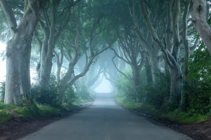 Framed Print : The Dark Hedges, Ballymoney, Northern Ireland, UK Framed Print : The Dark Hedges, Ballymoney, Northern Ireland, UK