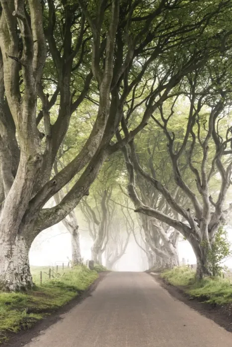 Framed Print : The Dark Hedges (Bregagh Road), Ballymoney, County Antrim, Ulster region, northern Ireland Framed Print : The Dark Hedges (Bregagh Road), Ballymoney, County Antrim, Ulster region, northern Ireland