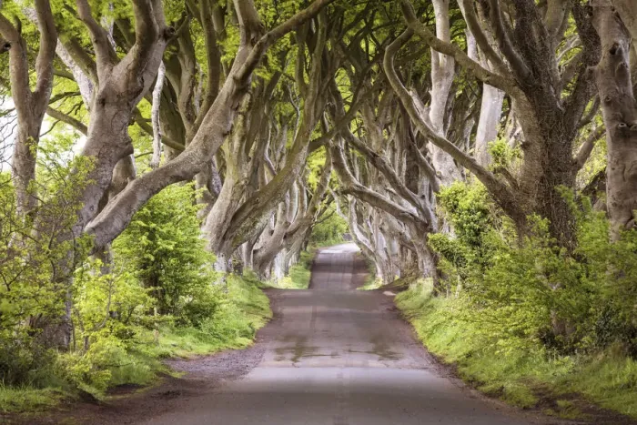 Framed Print : The Dark Hedges (Bregagh Road), Ballymoney, County Antrim, Ulster region, northern Framed Print : The Dark Hedges (Bregagh Road), Ballymoney, County Antrim, Ulster region, northern