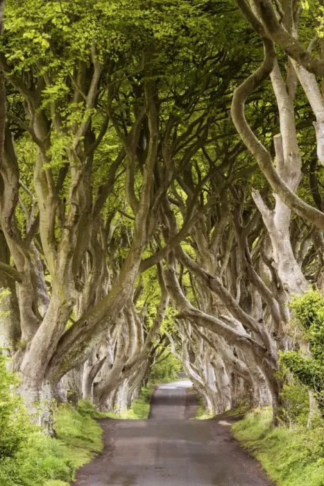 Framed Print : The Dark Hedges, County Antrim, Ulster region, northern Ireland, United Kingdom Framed Print : The Dark Hedges, County Antrim, Ulster region, northern Ireland, United Kingdom