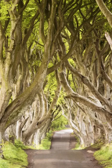Framed Print : The Dark Hedges, County Antrim, Ulster region, northern Ireland, United Kingdom Framed Print : The Dark Hedges, County Antrim, Ulster region, northern Ireland, United Kingdom