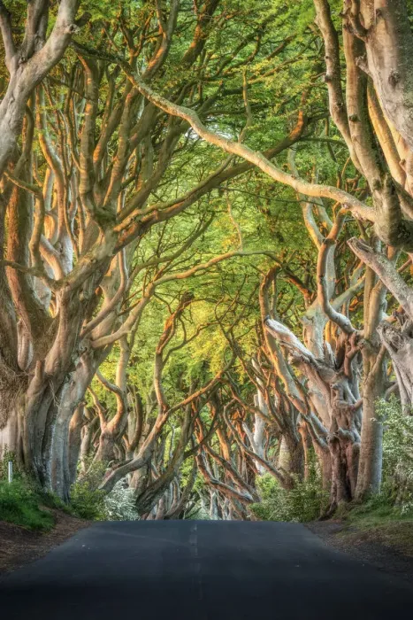 Framed Print : The Dark Hedges near Stanocum, County Antrim, Northern Ireland, United Kingdom Framed Print : The Dark Hedges near Stanocum, County Antrim, Northern Ireland, United Kingdom