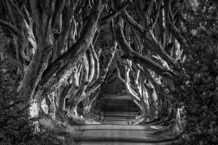 Framed Print : Dark Hedges, Northern Ireland Framed Print : Dark Hedges, Northern Ireland