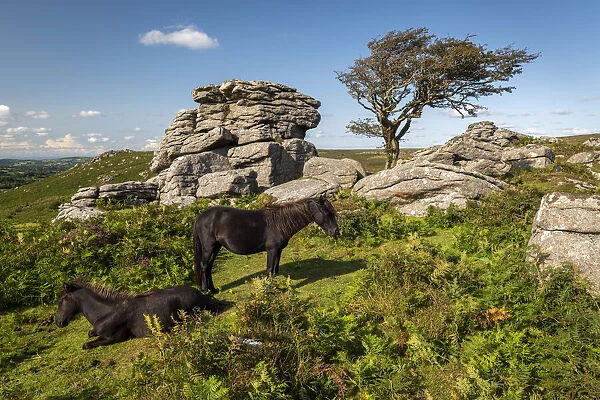 Dartmoor Ponies resting beside a moorland granite tor, Dartmoor National Park, Devon