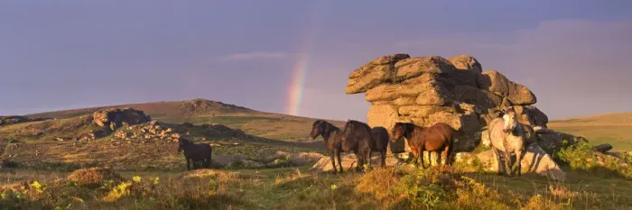Framed Print : Dartmoor Ponies shelter beside a granite outcrop near Saddle Tor, Dartmoor National Park Framed Print : Dartmoor Ponies shelter beside a granite outcrop near Saddle Tor, Dartmoor National Park