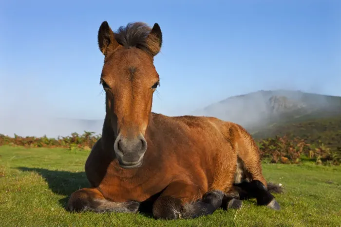 Framed Print : Dartmoor Pony foal resting on open moorland, Dartmoor, Devon, England. Autumn Framed Print : Dartmoor Pony foal resting on open moorland, Dartmoor, Devon, England. Autumn