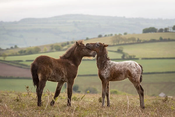 Dartmoor Pony foals nuzzling, Dartmoor National Park, Devon, England