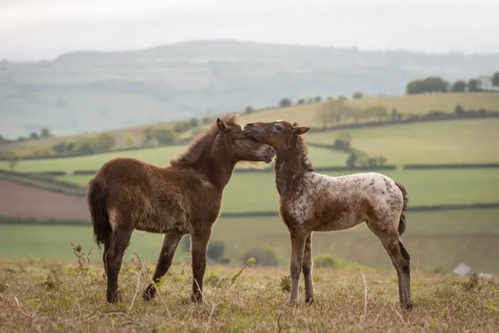 Framed Print : Dartmoor Pony foals nuzzling, Dartmoor National Park, Devon, England