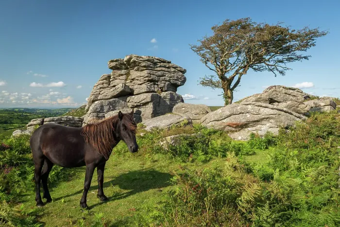 Framed Print : Dartmoor Pony grazing near a granite tor in Dartmoor National Park, Devon, England. Summer (August) 2019 Framed Print : Dartmoor Pony grazing near a granite tor in Dartmoor National Park, Devon, England. Summer (August) 2019