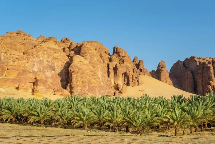 Framed Print : Date palms in the Oasis of Al-Ula, Medina Province, Saudi Arabia Framed Print : Date palms in the Oasis of Al-Ula, Medina Province, Saudi Arabia