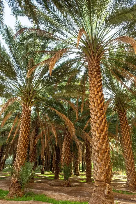 Framed Print : Date palms in the Oasis of Al-Ula, Medina Province, Saudi Arabia Framed Print : Date palms in the Oasis of Al-Ula, Medina Province, Saudi Arabia