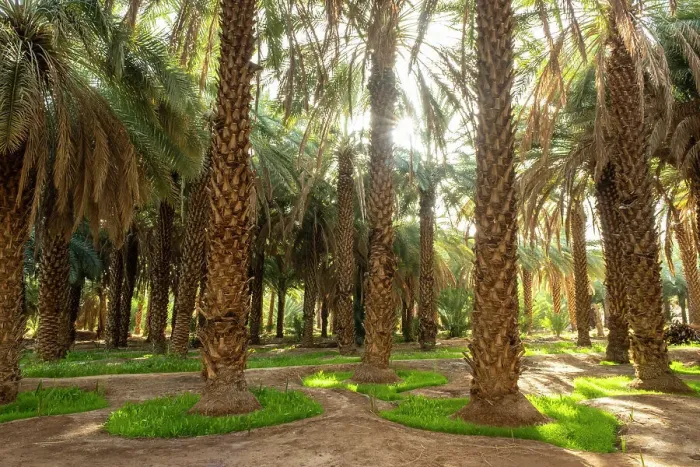 Framed Print : Date palms in the Oasis of Al-Ula, Medina Province, Saudi Arabia Framed Print : Date palms in the Oasis of Al-Ula, Medina Province, Saudi Arabia